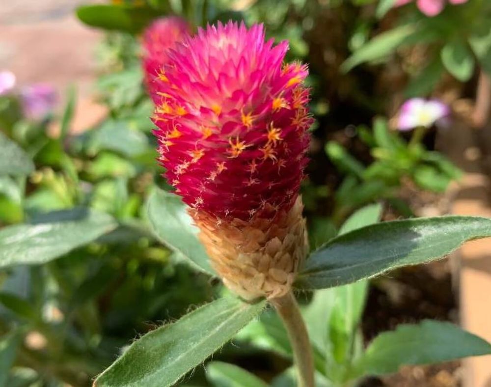 センニチコウ　クイズカーマイン