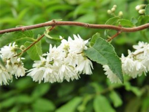 ウツギの種類はどれくらい 品種ごとの特徴は Greensnap グリーンスナップ