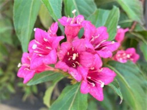 ウツギの種類｜主な品種の自生地やその特徴を花の画像と合わせて紹介 