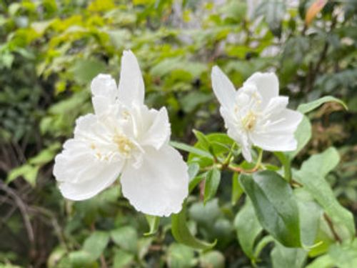 ウツギの種類はどれくらい 品種ごとの特徴は Greensnap グリーンスナップ