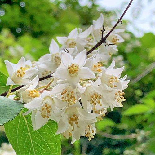 ウツギの種類はどれくらい 品種ごとの特徴は Greensnap グリーンスナップ