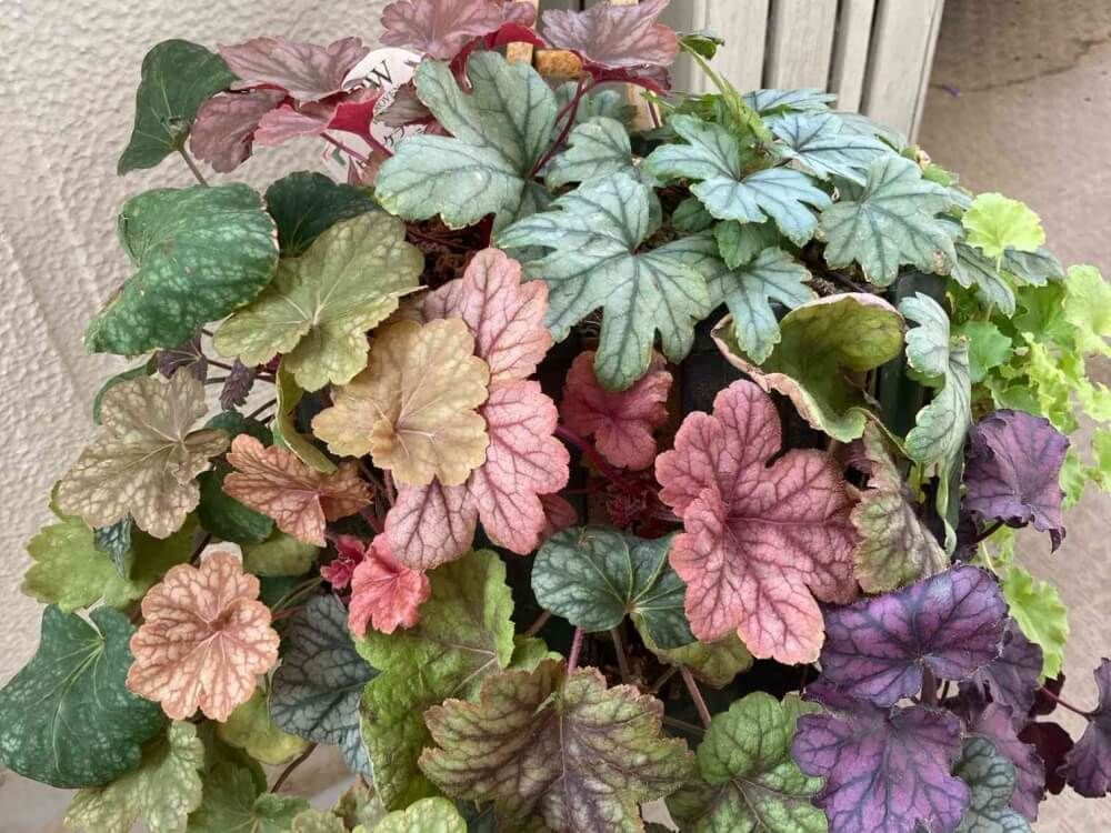 ヒューケラの寄せ植え