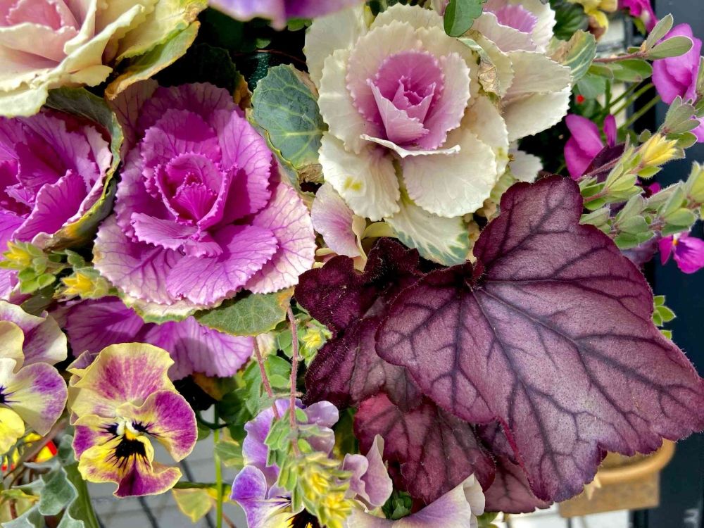 ヒューケラの寄せ植え