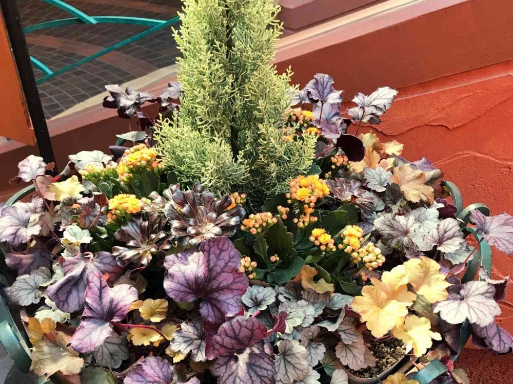 ヒューケラの寄せ植え