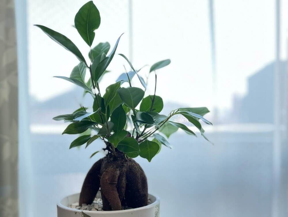 ガジュマル　室内