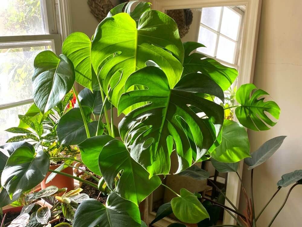 モンステラ　室内