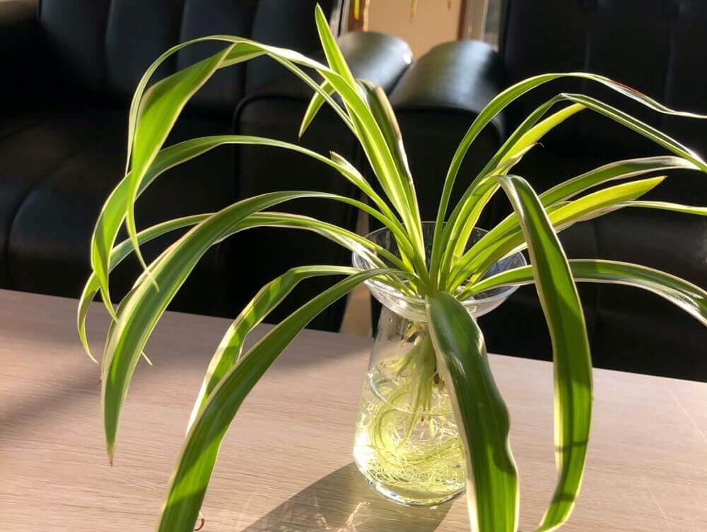 オリヅルラン　室内