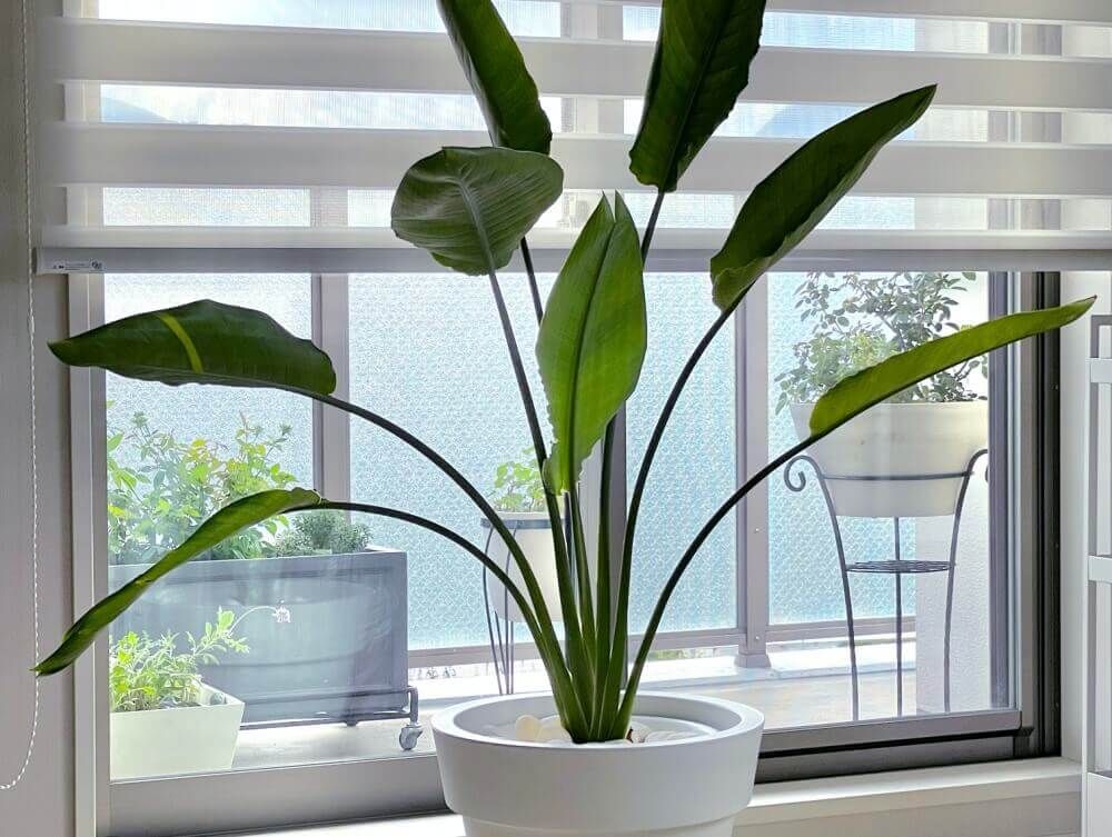 ストレリチア　室内