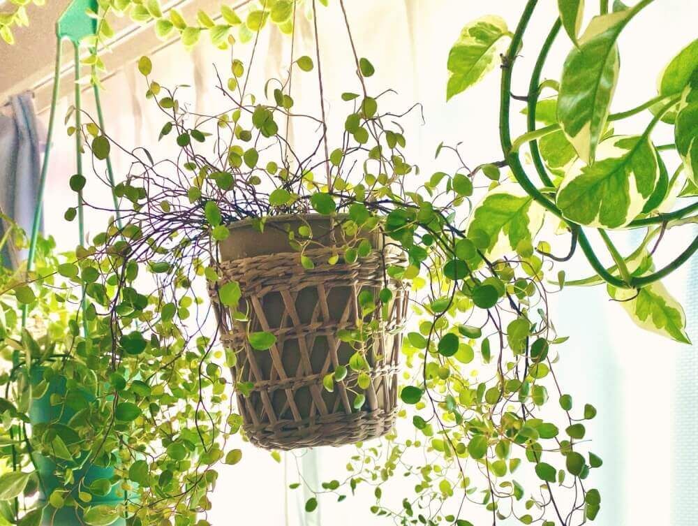 ワイヤープランツ　室内　ハンギング