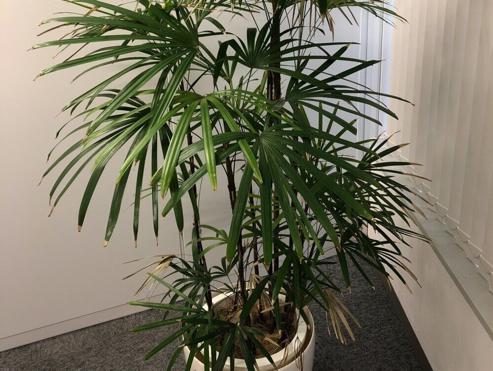 シュロチク　室内