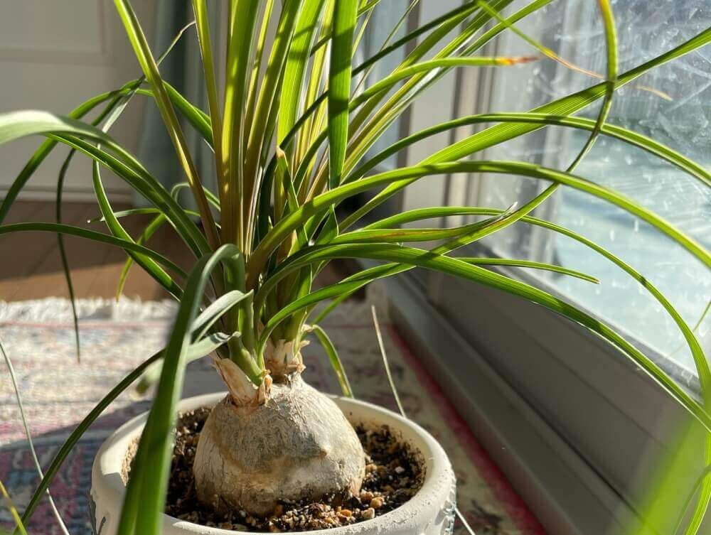 トックリラン　室内