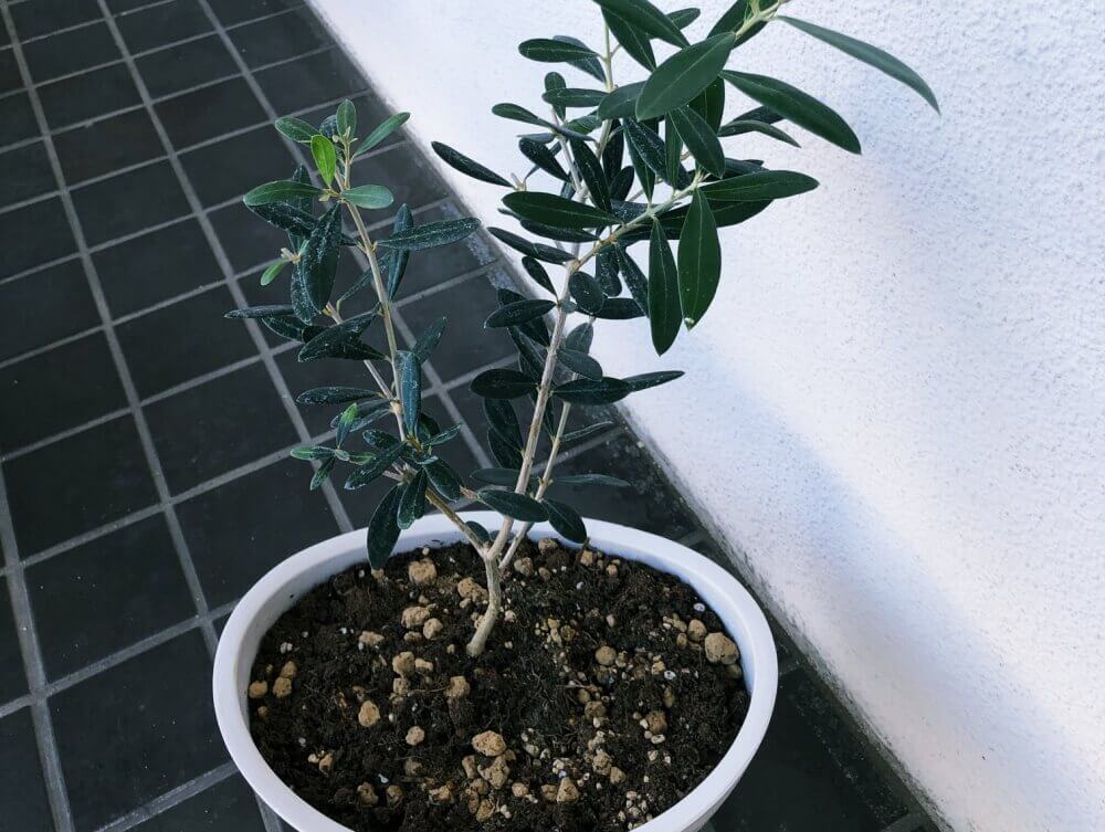 寒さに強い観葉植物 室内 屋外でのおすすめ15選 Greensnap グリーンスナップ