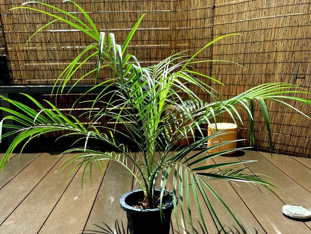 フェニックス・ロべレニー 屋外