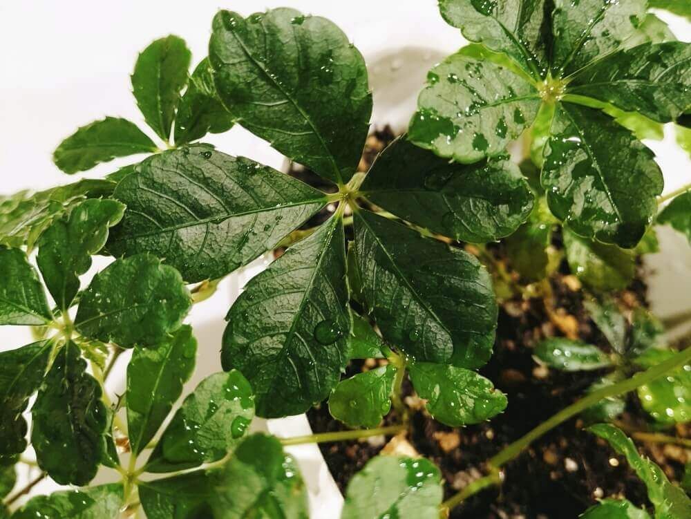 シュガーバイン