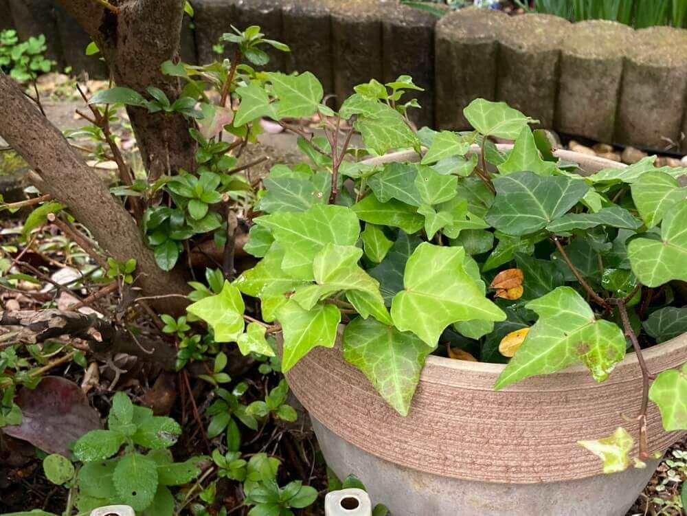 アイビー　屋外