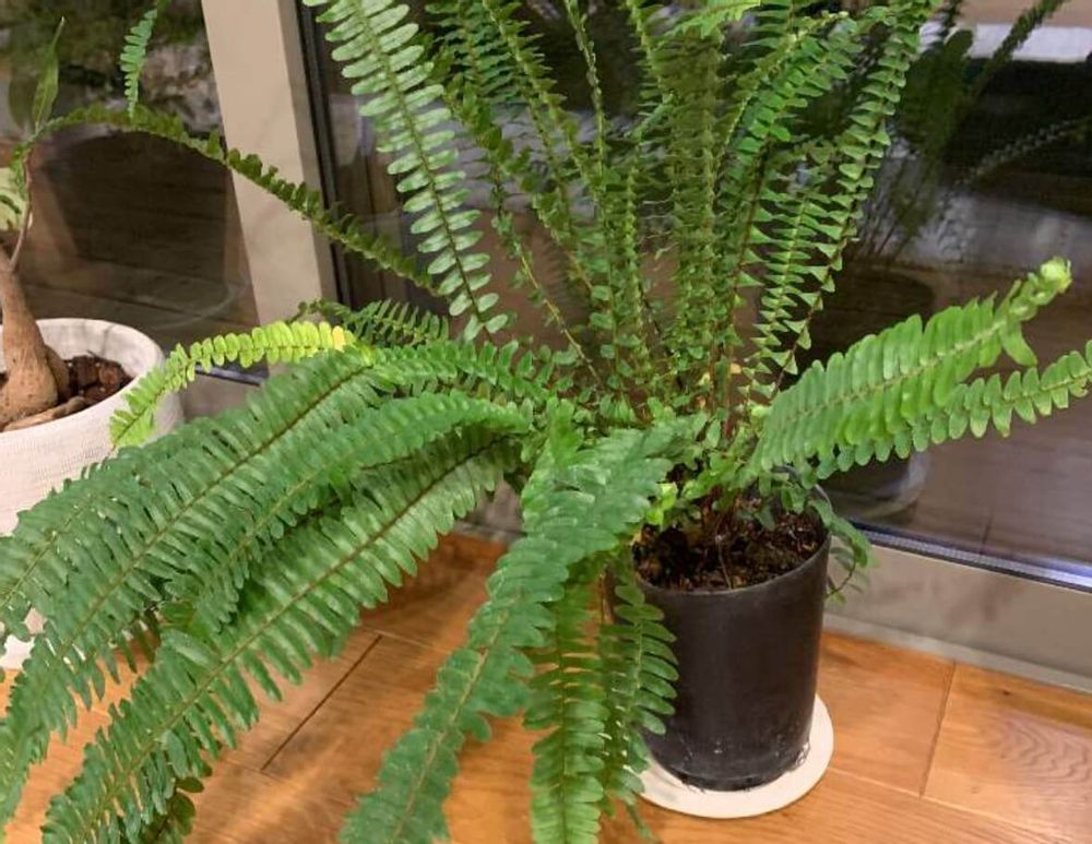 タマシダ　シダ