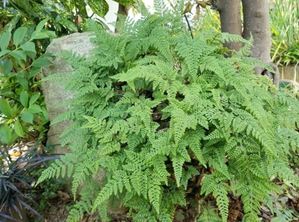 トキワシノブ　シダ