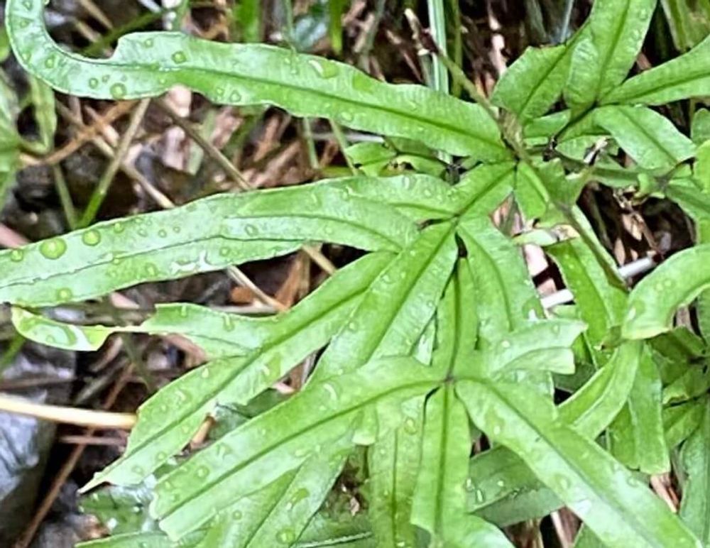 イノモトソウ　シダ