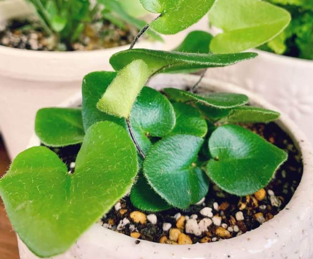 ハートファン　シダ