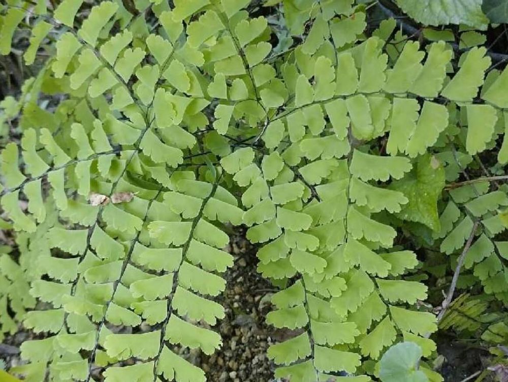 クジャクシダ　シダ