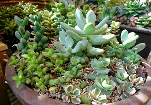 クラッスラの種類 人気の品種7選 紅葉を楽しめるのは Greensnap グリーンスナップ