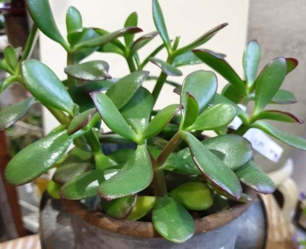 クラッスラ　花月