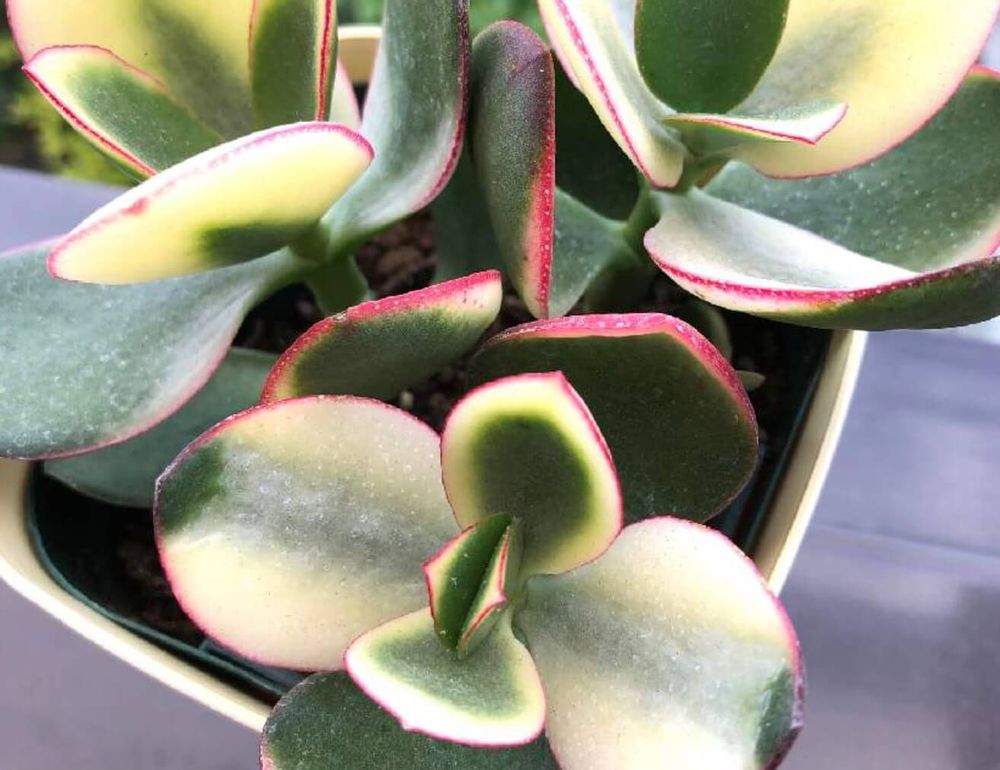 クラッスラ　黄金花月