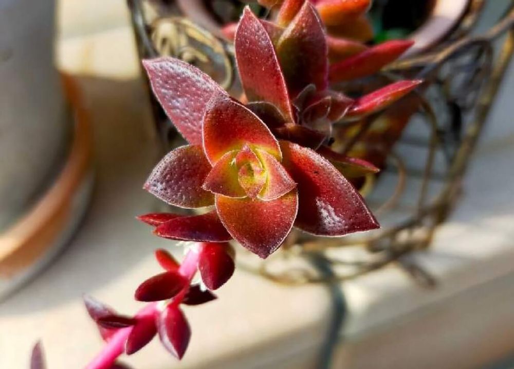 クラッスラ　黄金花月