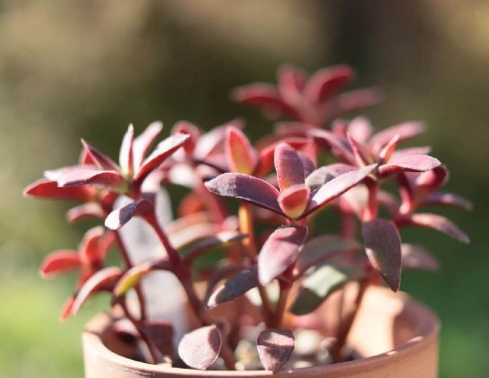 クラッスラ　義経の舞