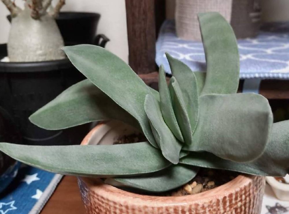 クラッスラ　神刀