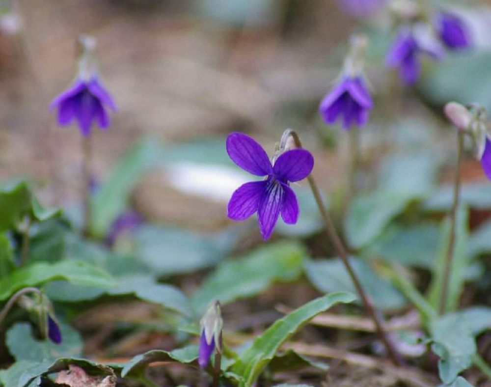 スミレ　ヒメスミレ