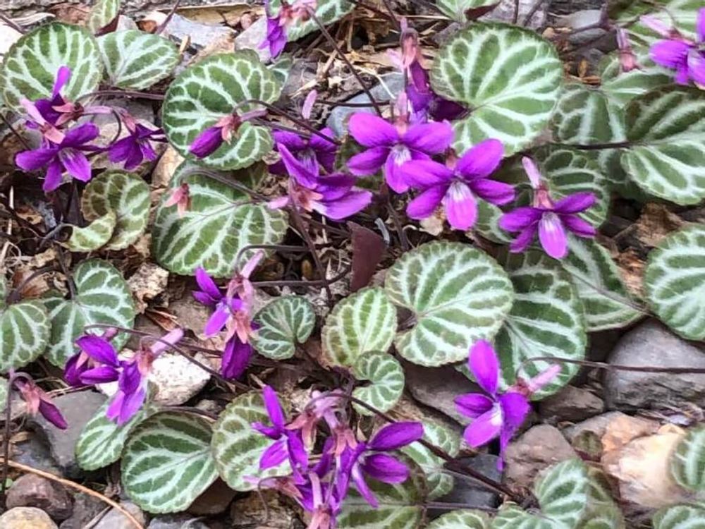 フイリゲンジスミレ　スミレ