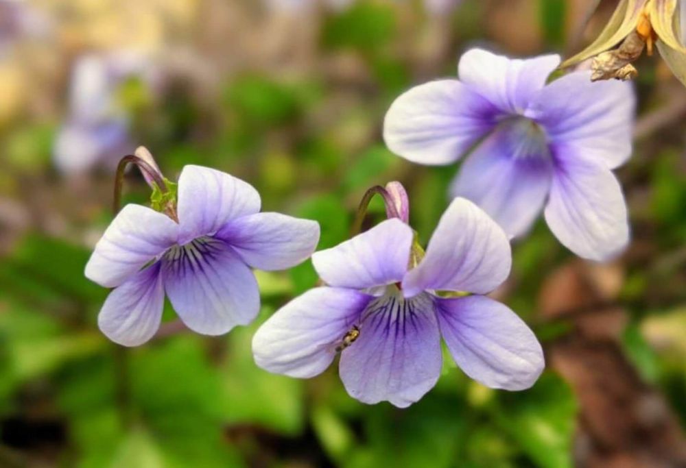 ナガバタチツボスミレ　スミレ