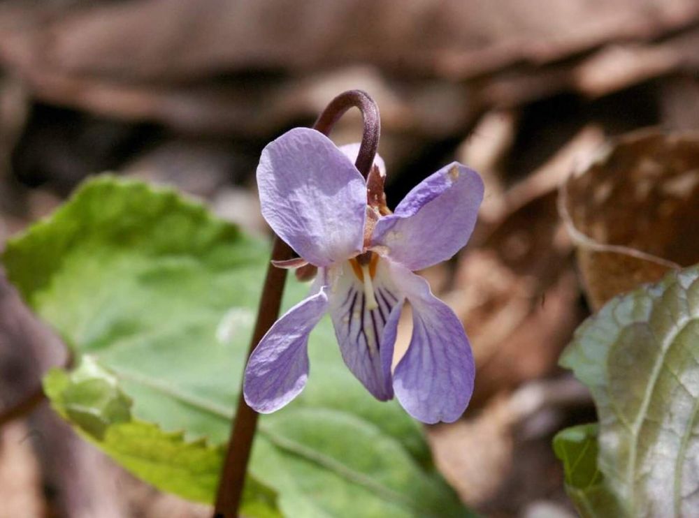 スミレサイシン　スミレ