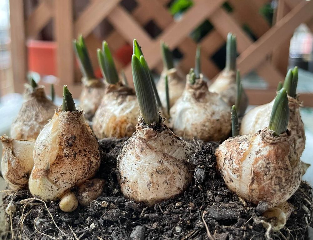 ムスカリの球根