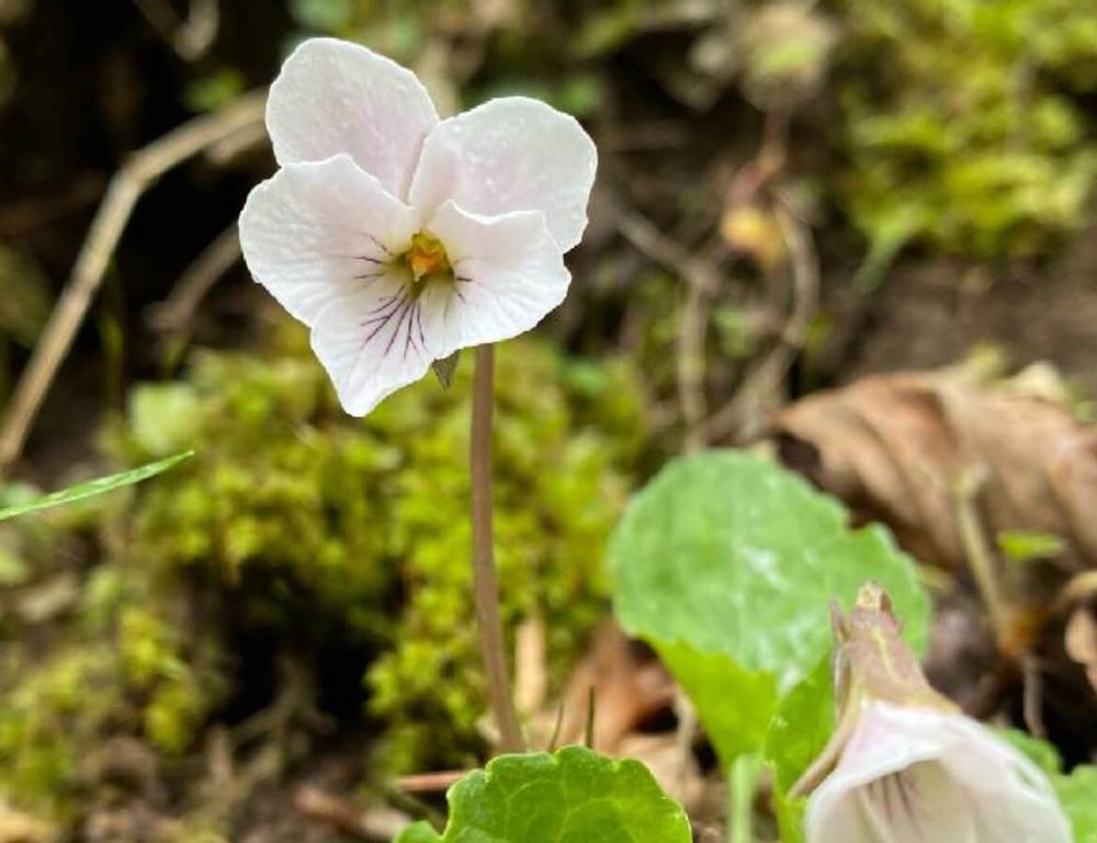 マルバスミレ　スミレ