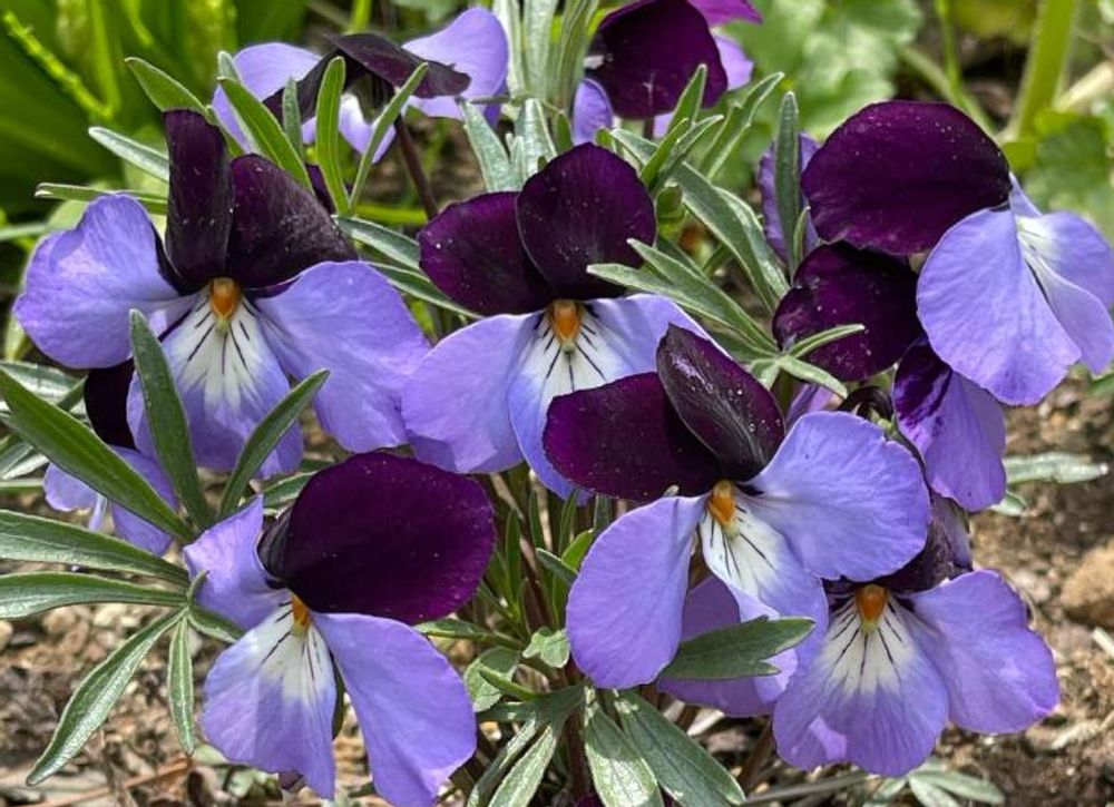 スミレ　トリアシスミレ