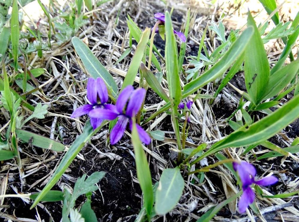 ホコバスミレ　スミレ