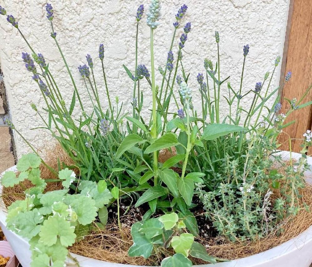 タイム　オレンジバルサムタイム