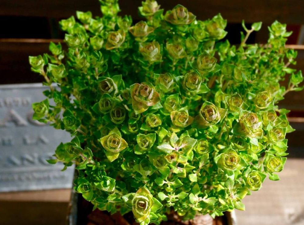 タイム　カンファータイム