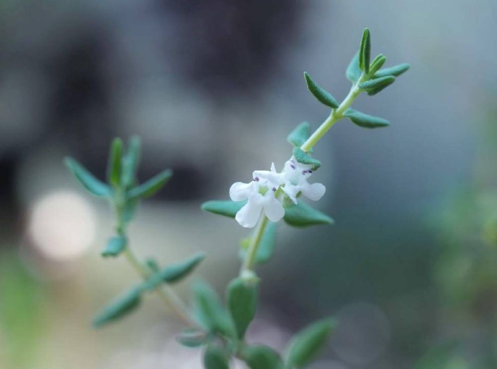 タイム　コモンタイム