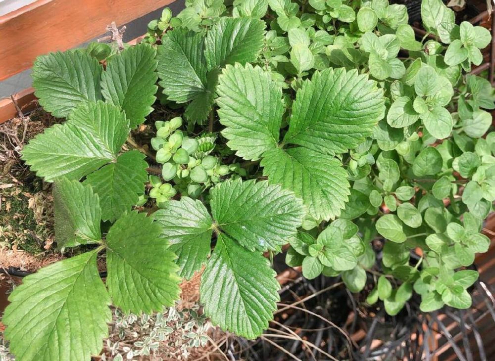 フレンチタイム　タイム