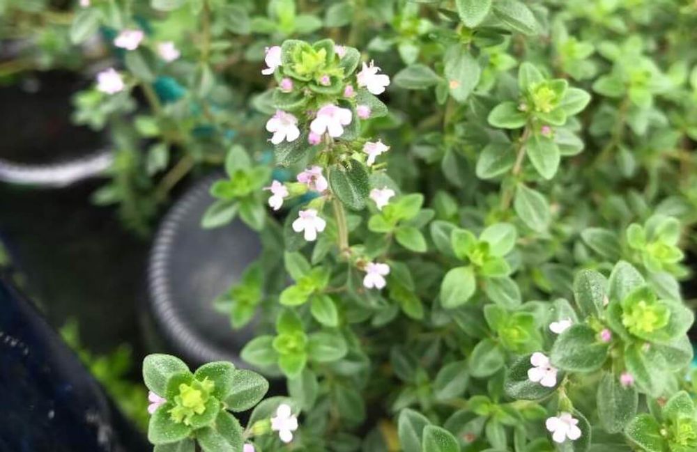 レモンタイム　タイム