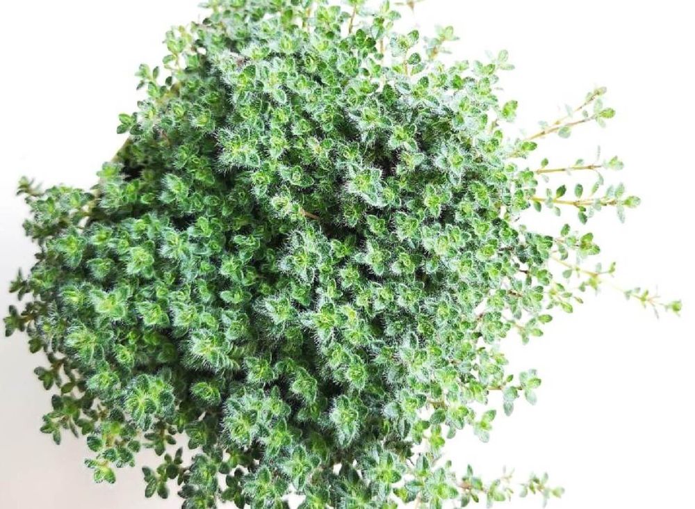 ウーリータイム　タイム