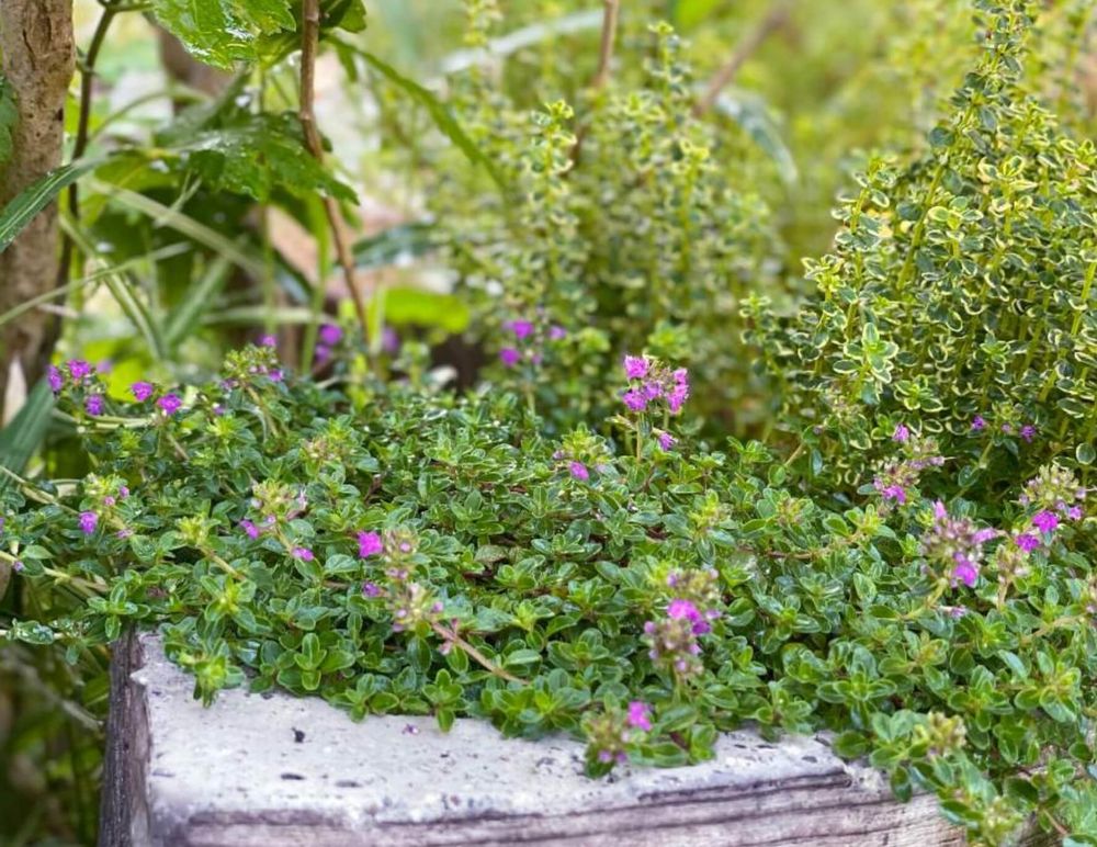 ココナッツタイム　タイム