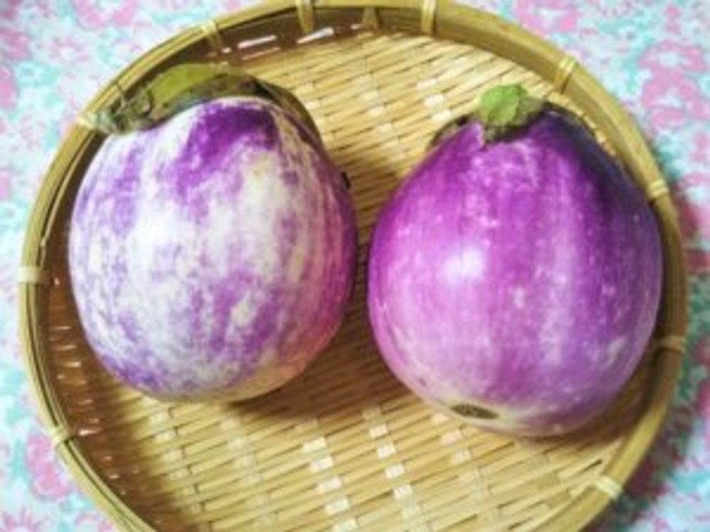 ローザビアンカ