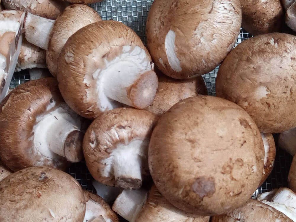 マッシュルーム