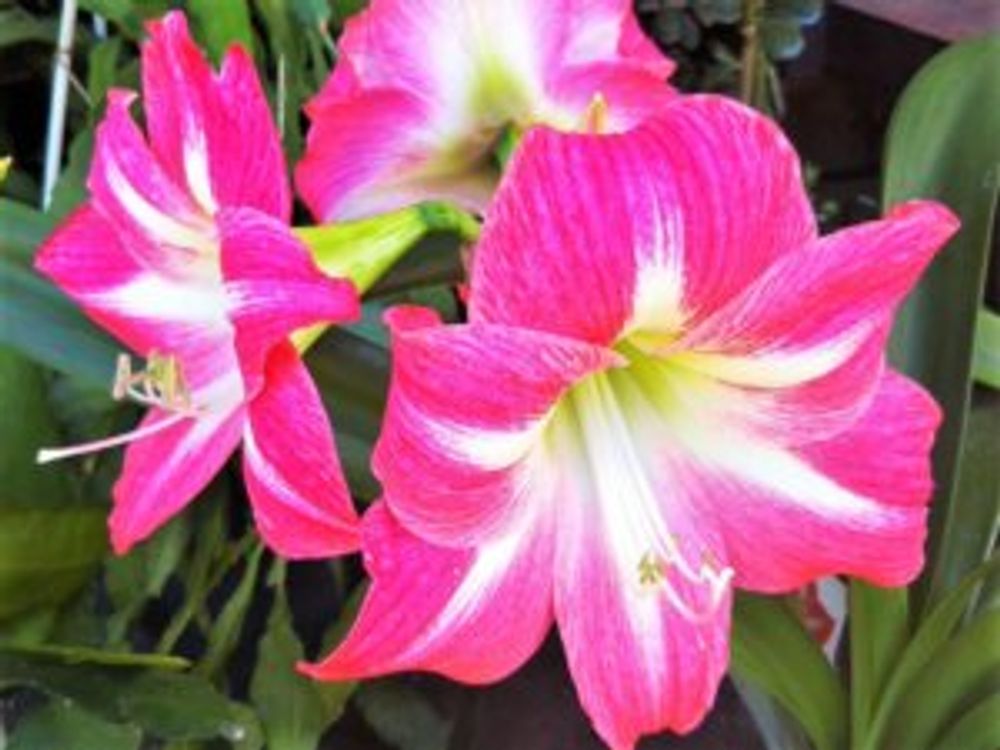 アマリリス　濃いピンク色