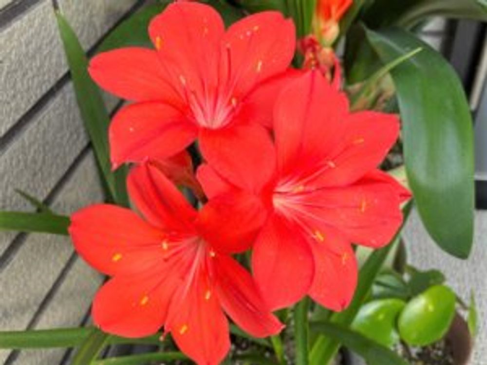 赤いアマリリス　3輪