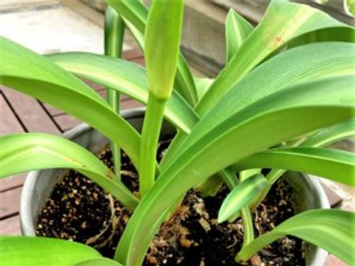 アマリリスの花が終わったらどうする 花がら摘みの方法や手入れは Greensnap グリーンスナップ